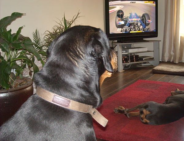 СобакИ смотрит TV